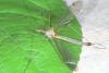 Tipula selene